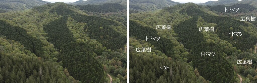 森林価値の見える化